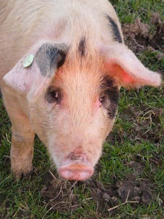 Castlefarm County Kildare - Pig